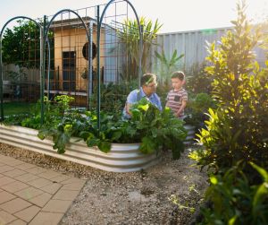 home vegetable patch