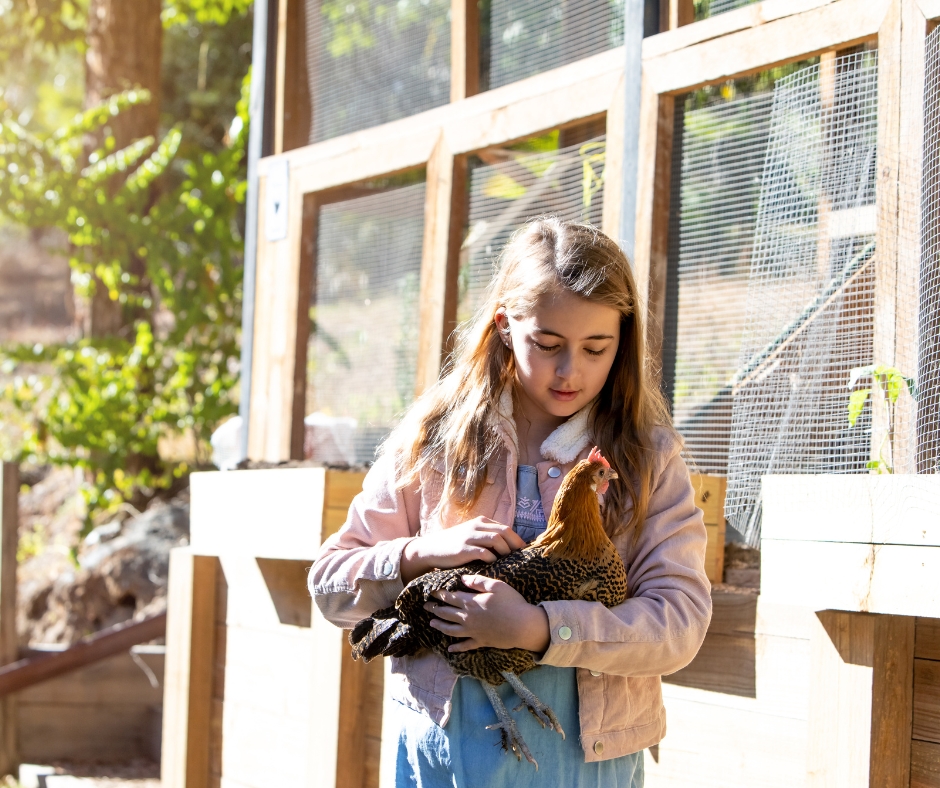 child pet chicken